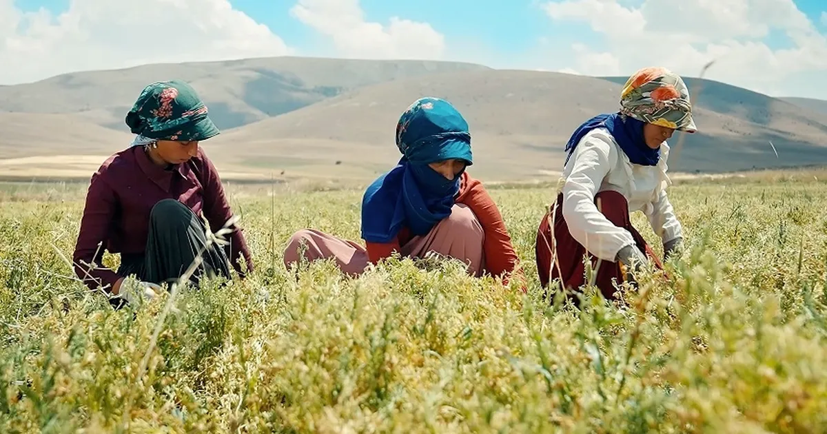 Kayseri’de yeşil mercimek ekimi artırılıyor