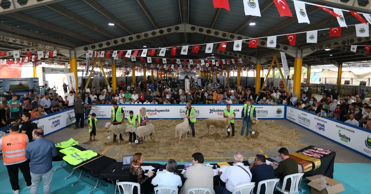 Küçükbaş Hayvancılık Festivali için geri sayım başladı