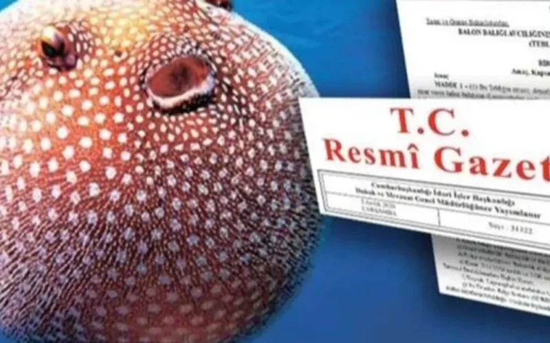 Balon Balığı avcılığı desteği artırıldı