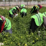 Binlerce yıllık Ata tohumları Karatay’da hayat buluyor