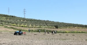 bursa-niluferden-konakliya-800-zeytin-fidani-8bfGeueg.webp