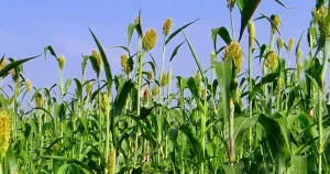 izmirde-ureticilere-sorgum-sudan-otu-tohumu-dagitildi-qAic859K.webp