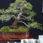 Kocaeli’de sanat tutkunları bonsai sanatı ile tanıştı