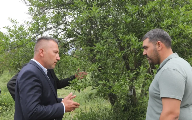 Muğla’da zirai donun yaraları sarıldı