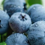 Yaban Mersini üreticileri için Bursa’da tek çatıda… Uludağ Blueberry Birliği kuruldu