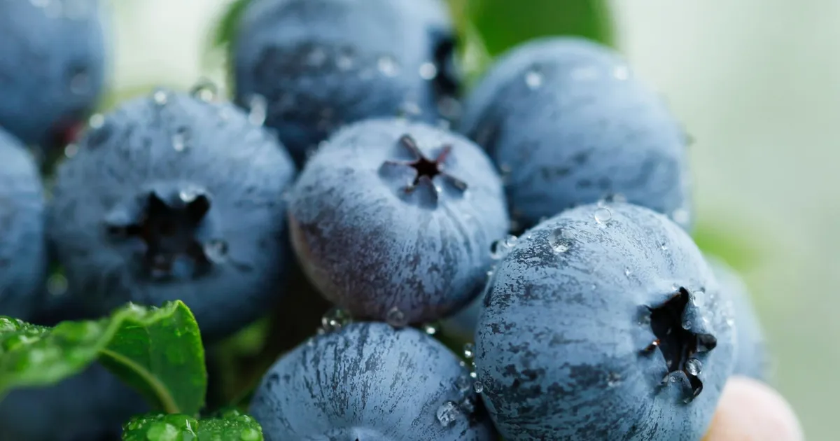 yaban-mersini-ureticileri-icin-bursada-tek-catida-uludag-blueberry-birligi-kuruldu-SefIZ75Q.webp